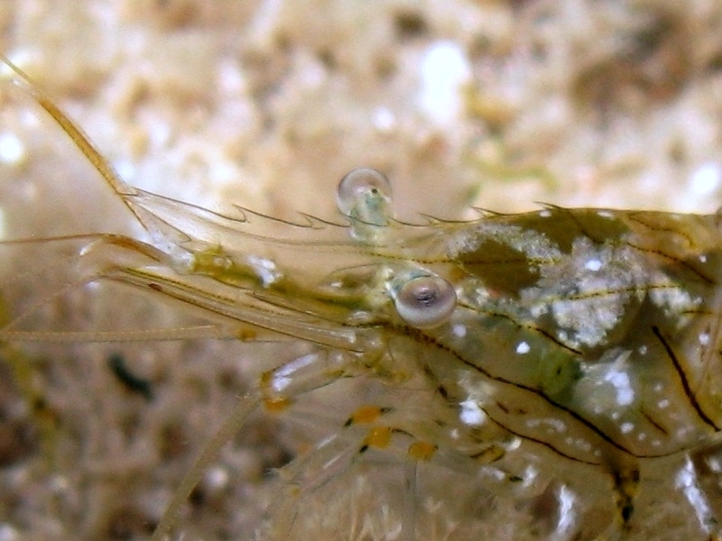 Differenze tra Palaemon serratus e Palaemon elegans